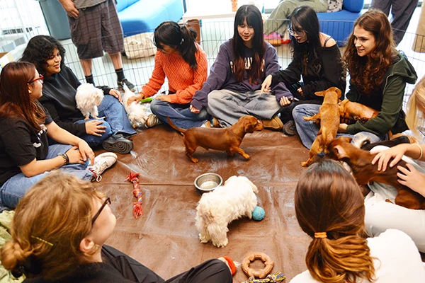Students playing with dogs during a puppy meet