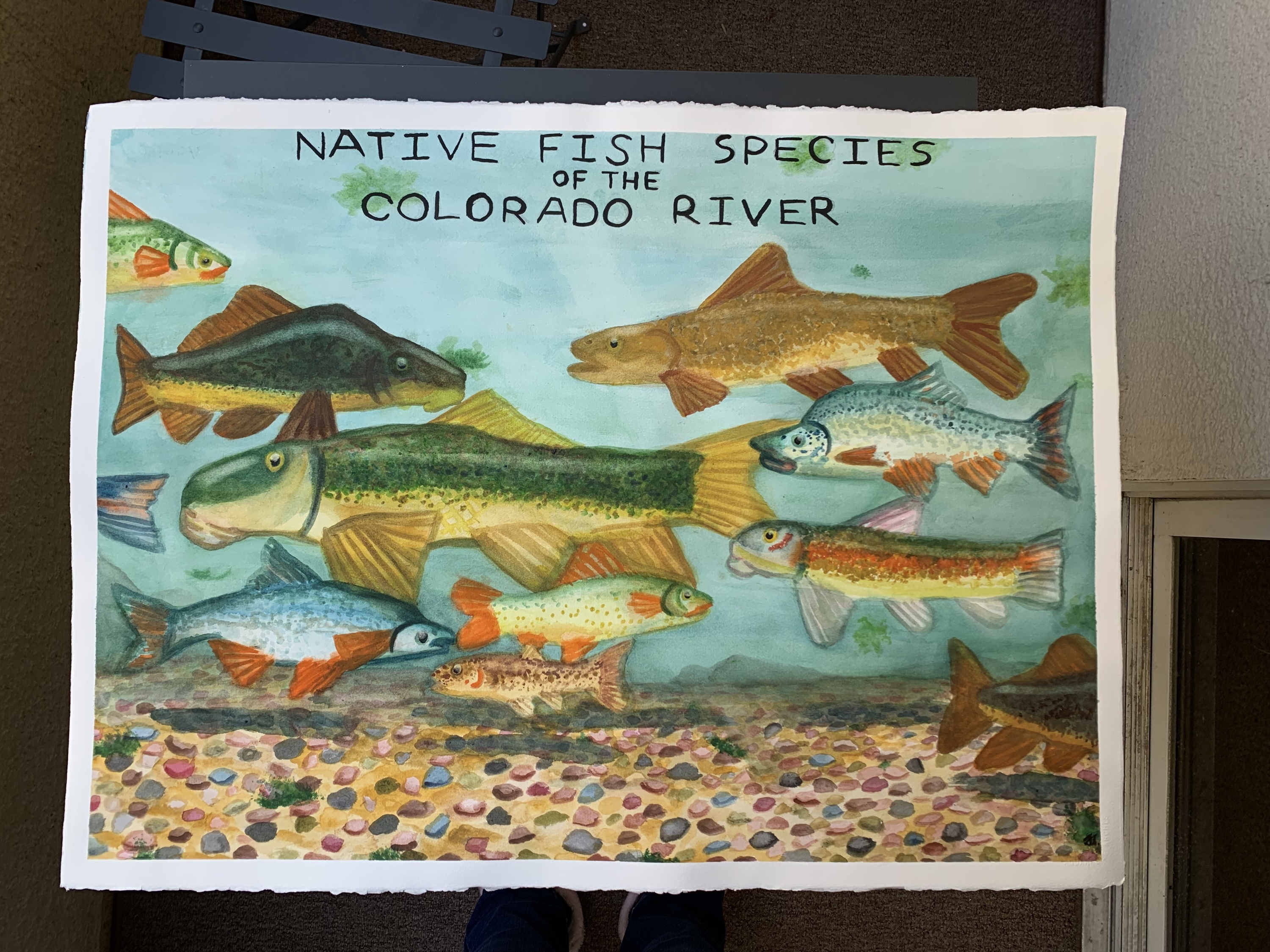 A watercolor poster featuring a school of various fish native to the Colorado River in a natural river scene. It looks peaceful.