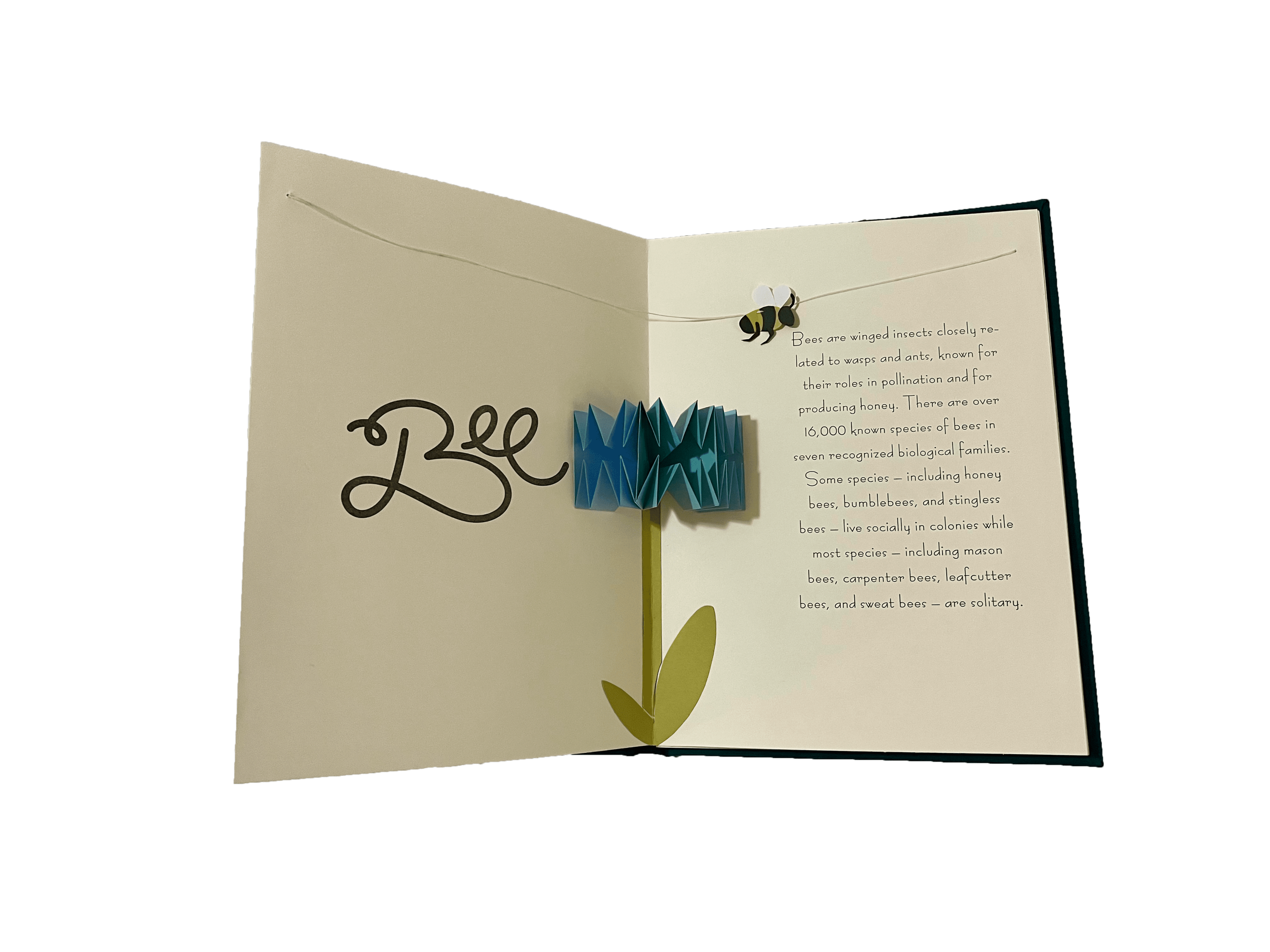 Pop-up illustration for the bee, as part of "Bug-O-Pedia"