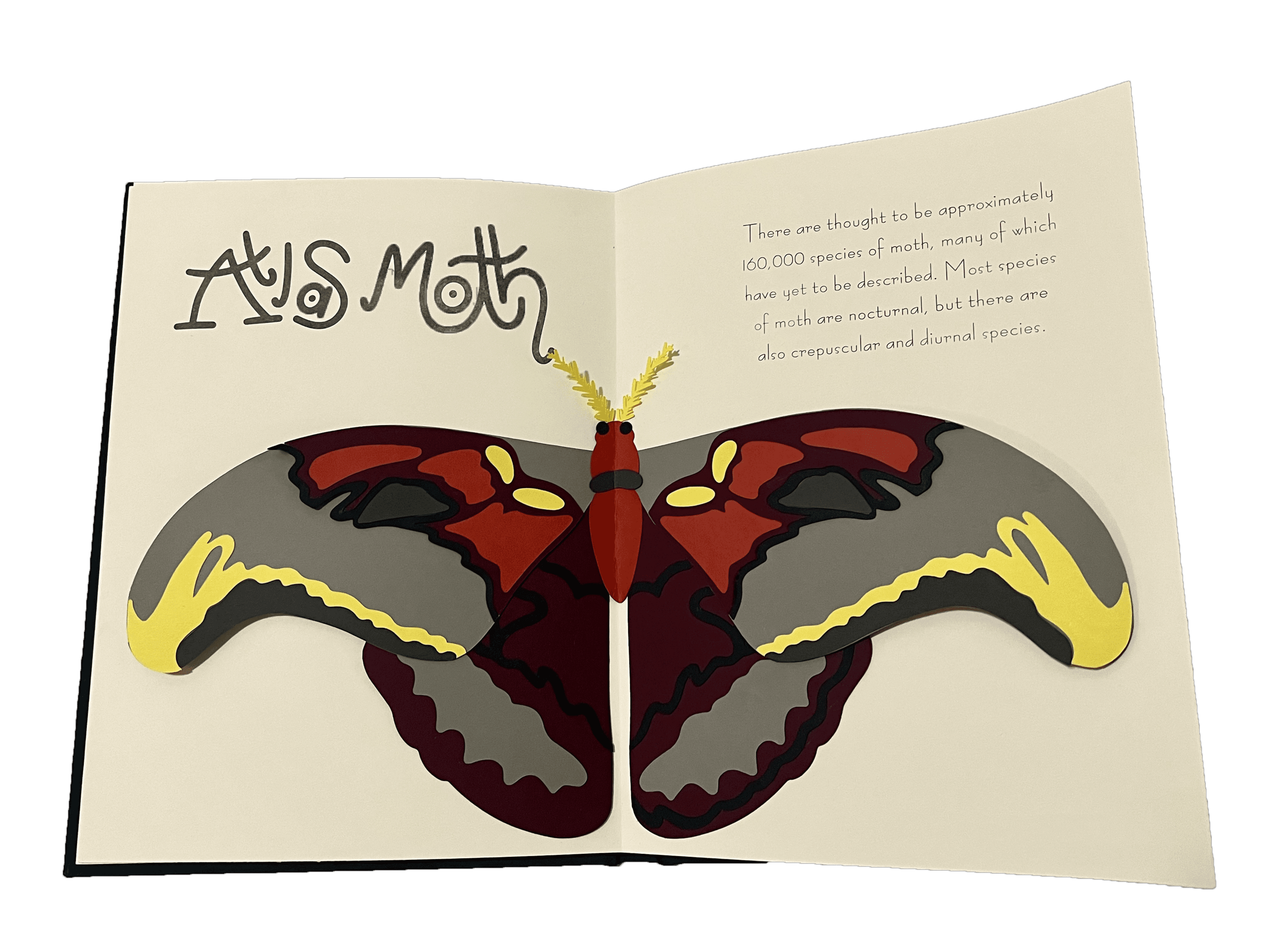 Pop-up illustration for the atlas moth, as part of "Bug-O-Pedia"