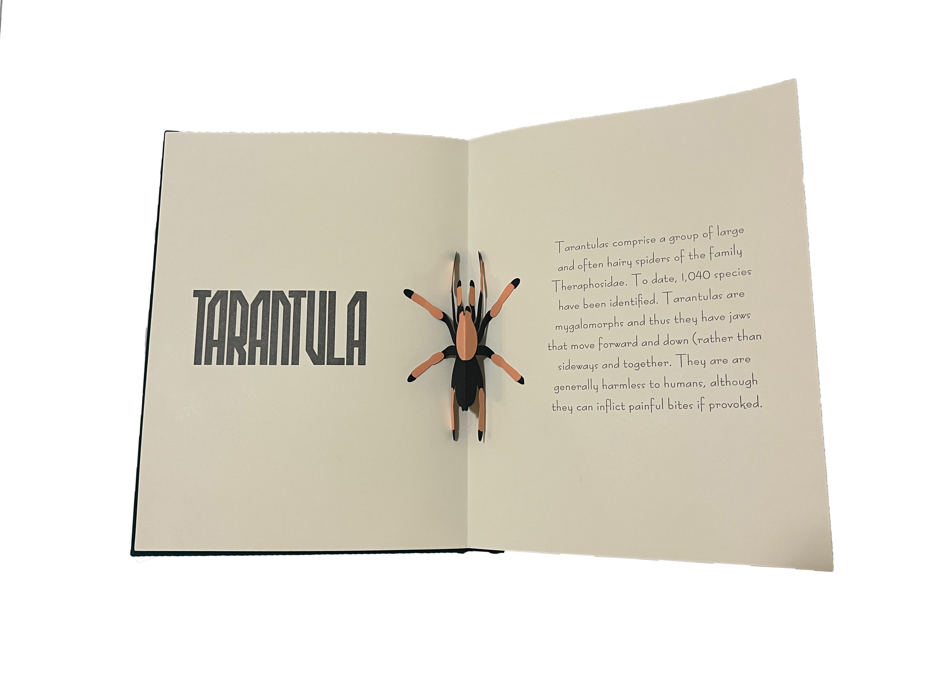 Pop-up illustration for the tarantula, as part of "Bug-O-Pedia"