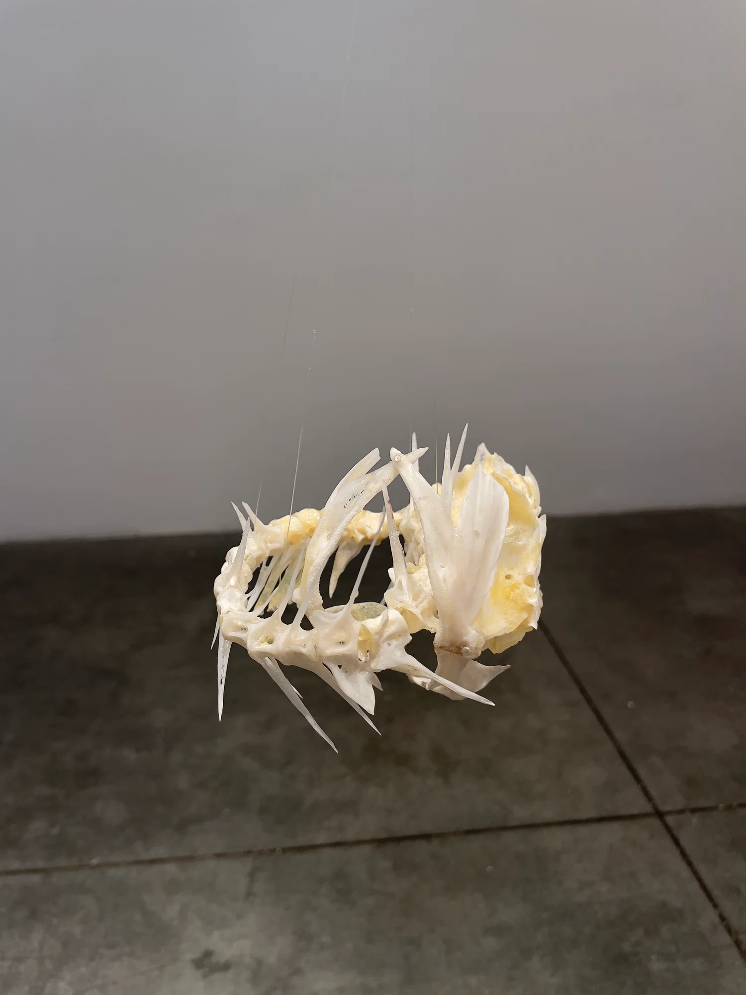 Fish bones in the shape of an ouroboros floating in a gallery spaceT
