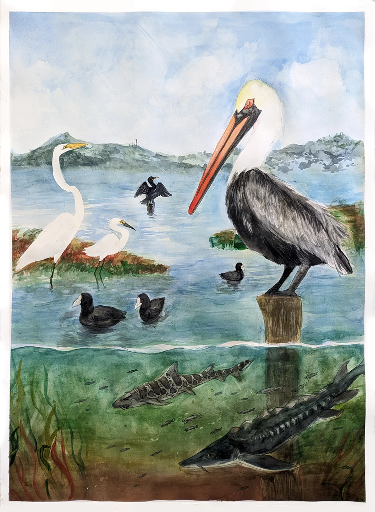 A watercolor painting depicting a variety of wildlife in a marsh environment, including a brown pelican, great egret, snowy egret, American coots, double-crested cormorant, green sturgeon, leopard shark, and anchovies. The mountains of the San Francisco East Bay, including Fremont Peak and Mount Hamilton, are visible in the background.