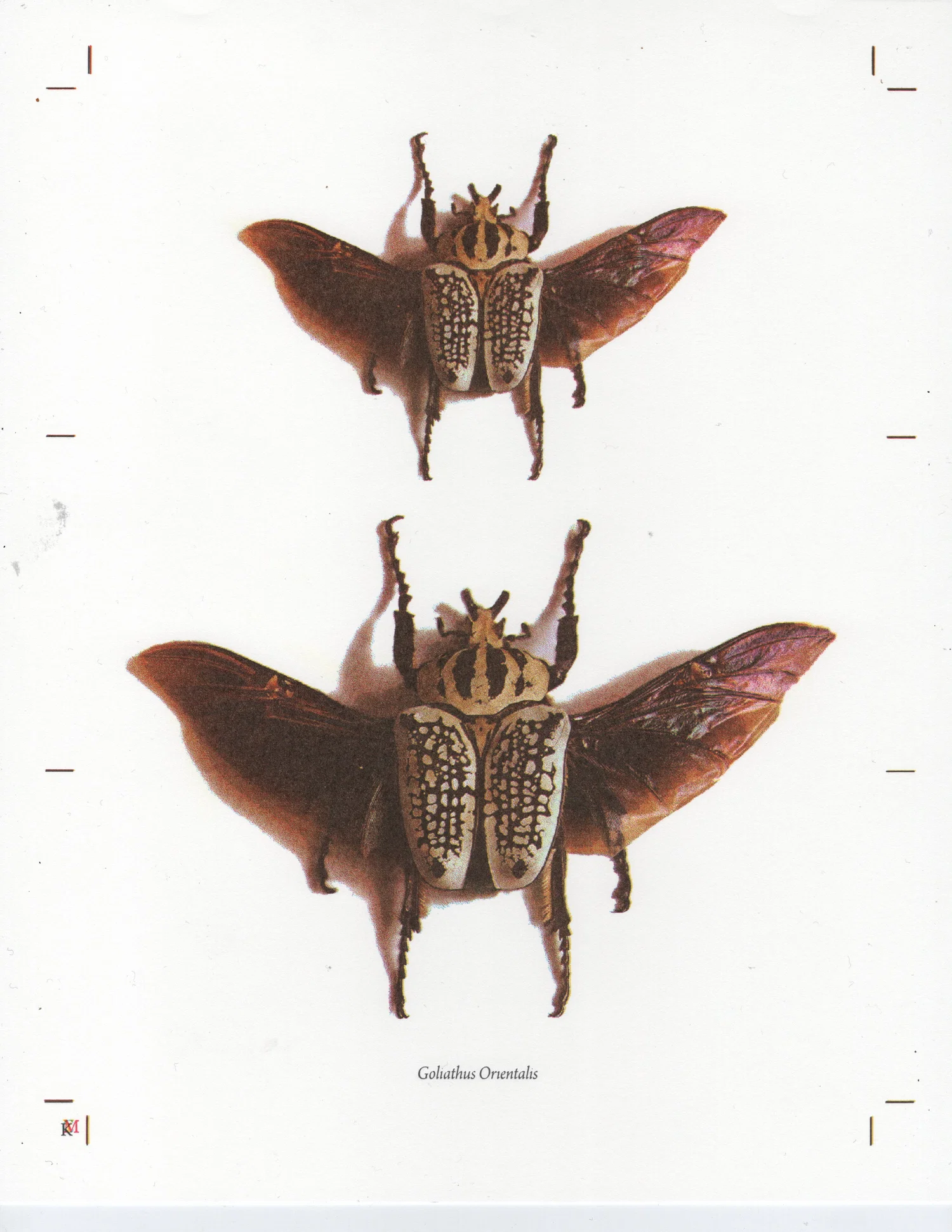 Male and female Goliath Beetles 