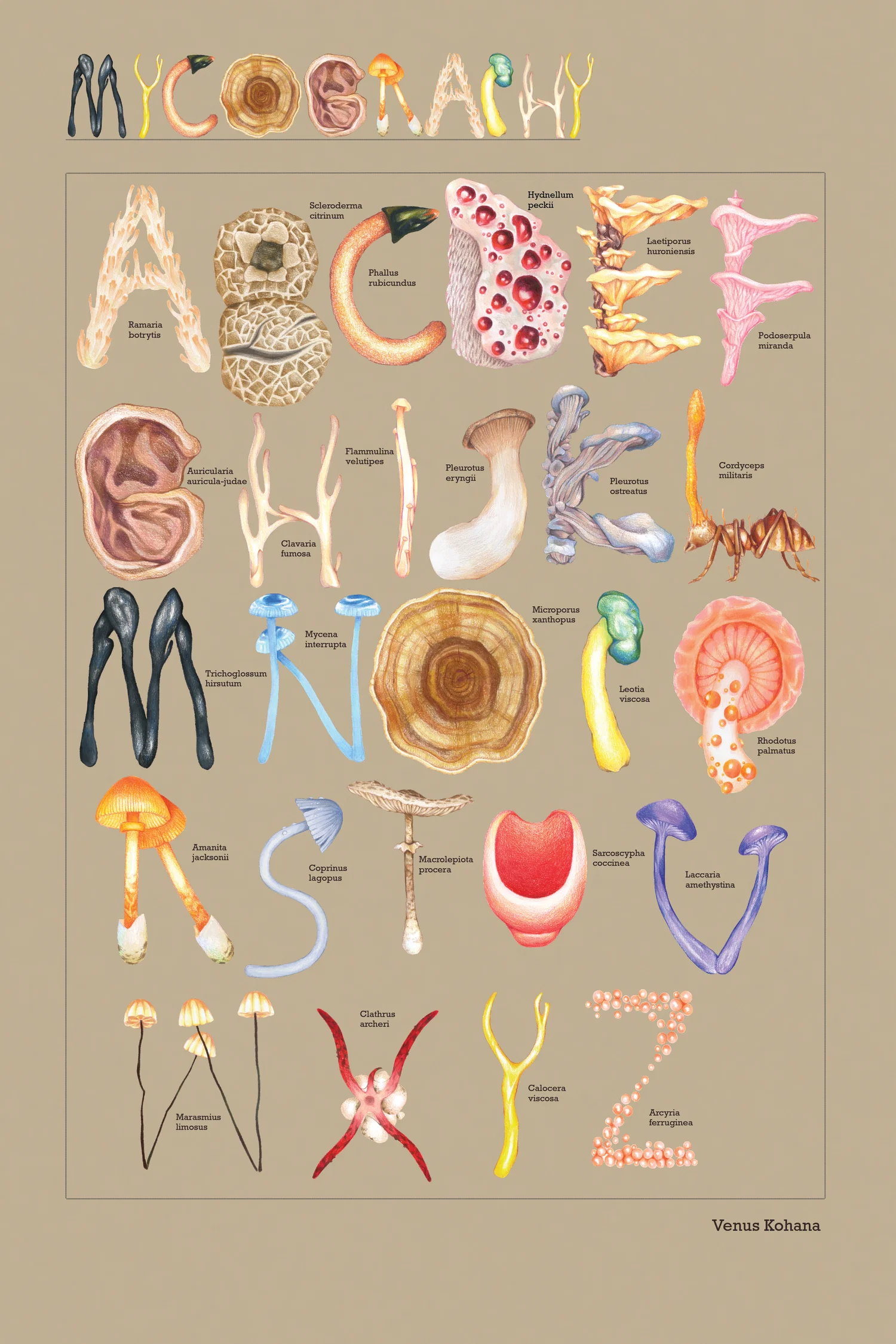An alphabet layed out in the style of a scientific illustration poster. Each letter is a mushroom species in the shape of the corresponding letter.