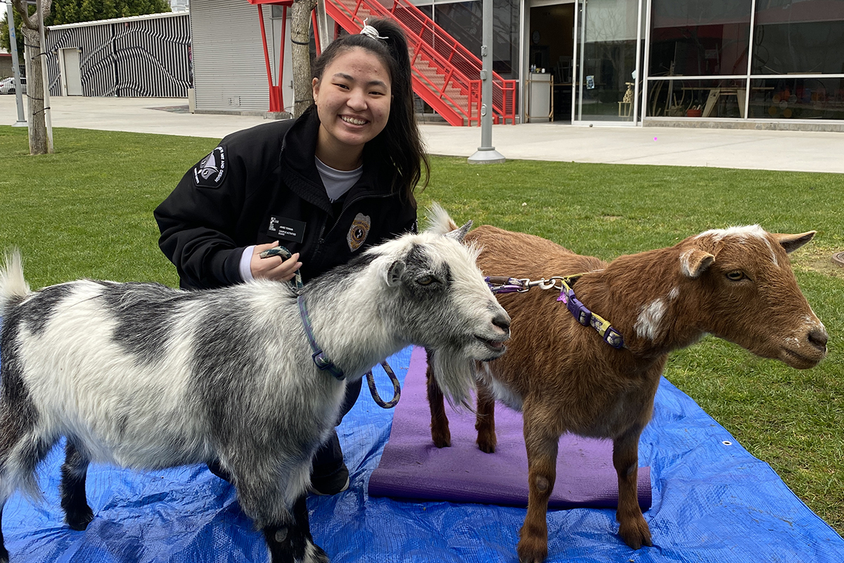 Student with goats for goat yoga