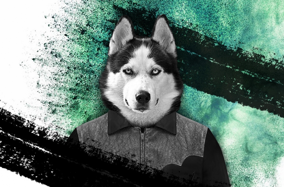 wolf in shirt over stylized background
